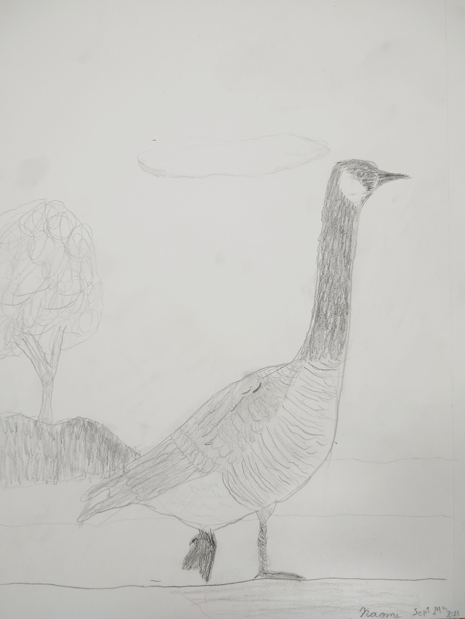 Vernon Community Arts Centre - Drawing Birds: Ages 8-12